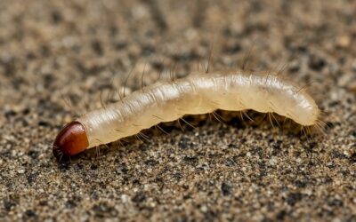 Larves de puces : Comment les reconnaître et les éliminer efficacement ?