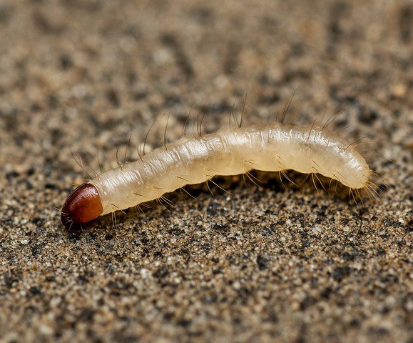 Larve de puce – comment reconnaître et s’en débarrasser Larve de puce - comment reconnaître et s'en débarrasser