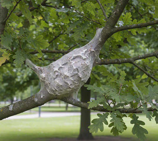 Nid de chenilles processionnaires du chêne accroché entre deux branches, structure compacte et grise en soie, entourée de feuilles lobées de chêne dans un parc urbain Nid de chenilles processionnaires du chêne accroché entre deux branches, structure compacte et grise en soie, entourée de feuilles lobées de chêne dans un parc urbain
