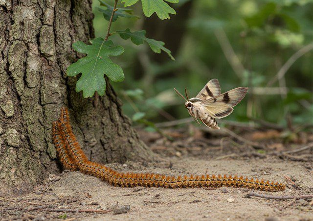 Papillon de la chenille processionnaire – Première étape d’une future invasion