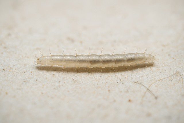 comment reconnaître une larve à puces comment reconnaître une larve à puces