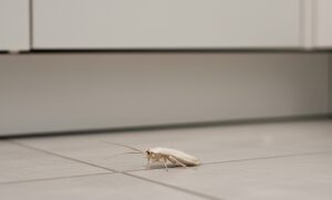 Cafard blanc – Phénomène temporaire ou espèce à part ?