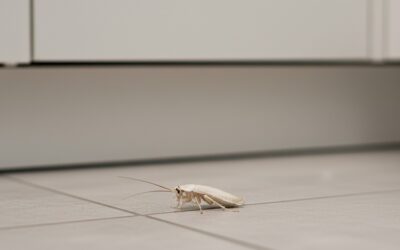 Cafard blanc – Phénomène temporaire ou espèce à part ?