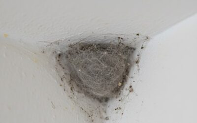 Nid d’araignée : comment le reconnaître, l’enlever en toute sécurité et éviter son retour