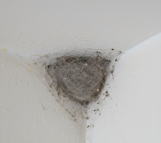 Nid d’araignée -comment le reconnaître, l’enlever en toute sécurité et éviter son retour