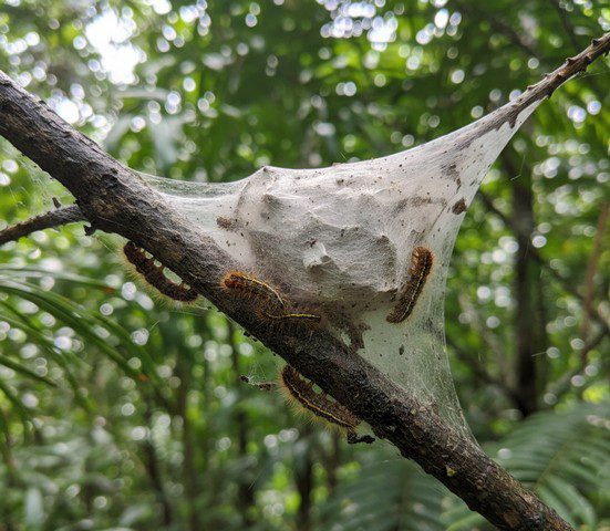 Nid de chenilles processionnaires réaliste dans un environnement guyanais