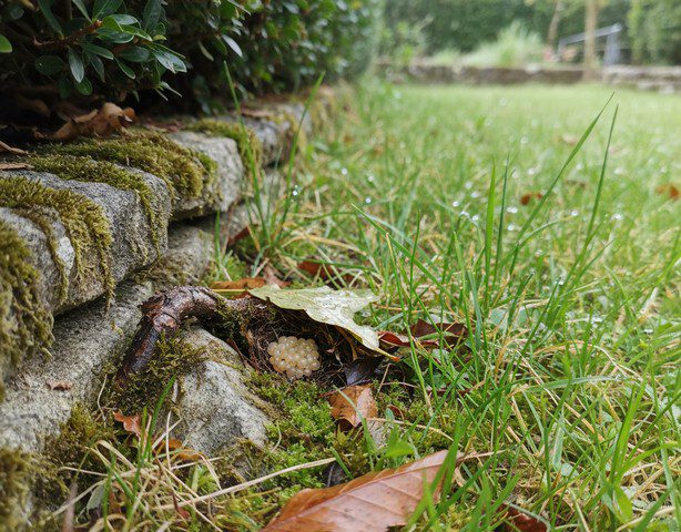 Nid de tiques - où les trouver et comment s’en débarrasser