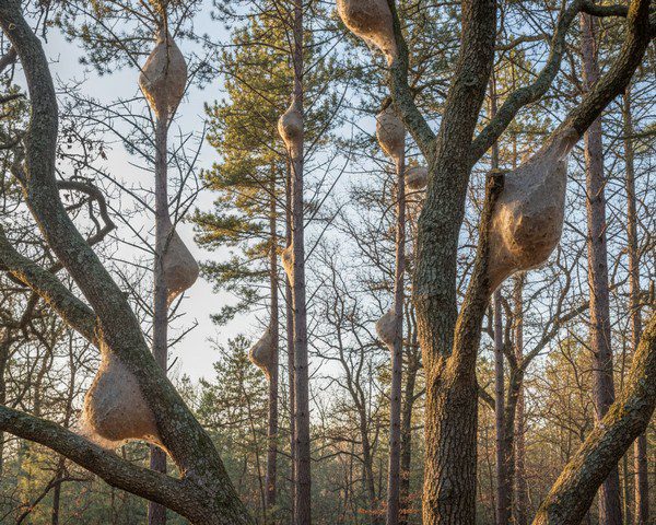 Nids de chenilles processionnaires sur les arbres