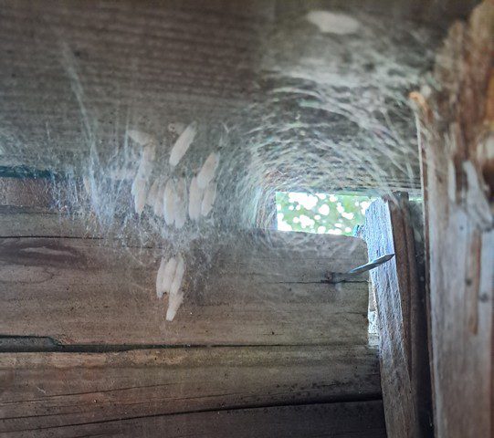 ensemble de petits nids d’araignée suspendus sous une planche en bois, filaments fins et cocons blancs regroupés dans un recoin sombre ensemble de petits nids d’araignée suspendus sous une planche en bois, filaments fins et cocons blancs regroupés dans un recoin sombre