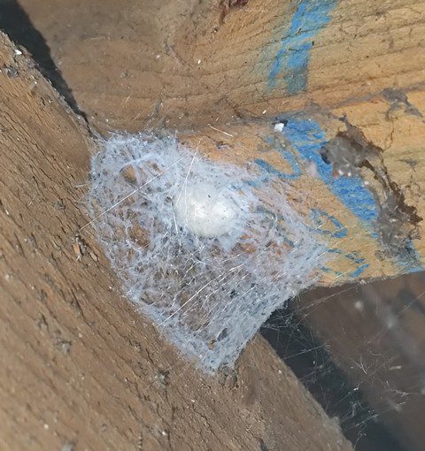 nid d’araignée blanc accroché entre deux planches de bois dans un grenier, tissage dense et soyeux visible en macro nid d’araignée blanc accroché entre deux planches de bois dans un grenier, tissage dense et soyeux visible en macro