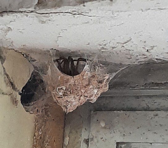 nid d’araignée collé dans un angle de fenêtre intérieure, mélange de soie grise et de poussière sur bois et plâtre nid d’araignée collé dans un angle de fenêtre intérieure, mélange de soie grise et de poussière sur bois et plâtre