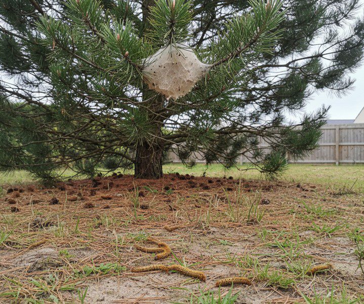 nids + chenilles dans la terre