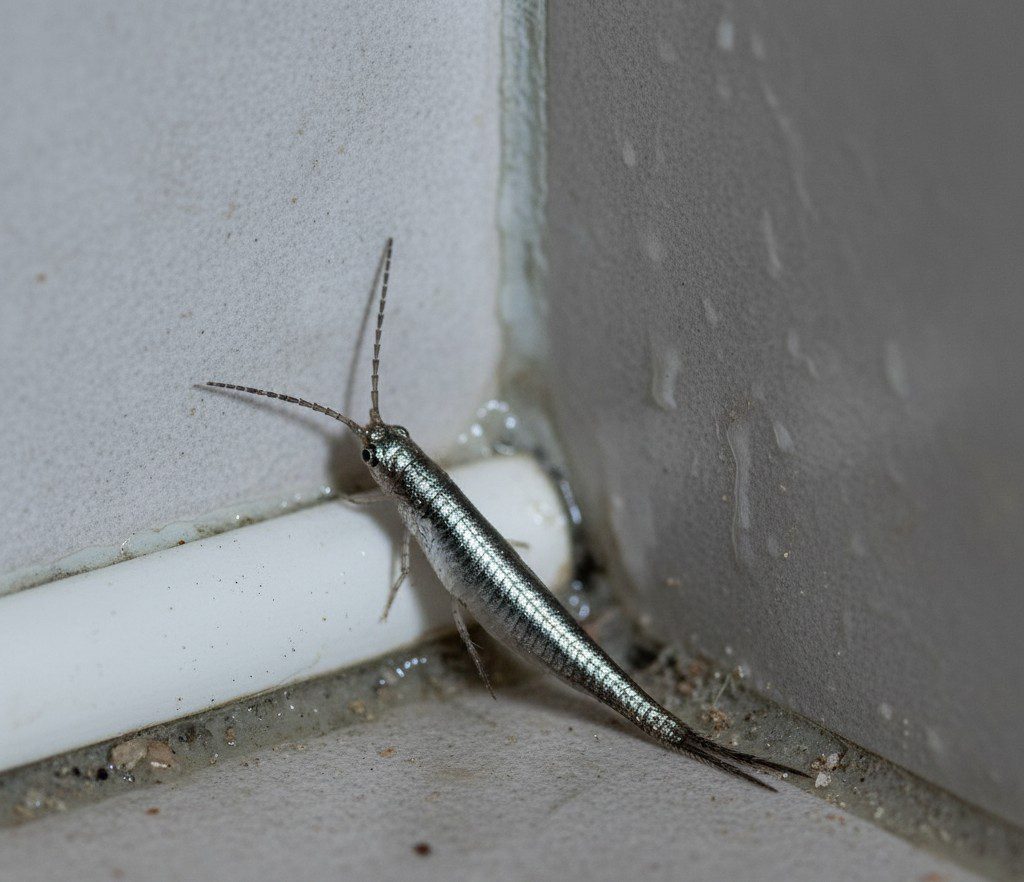 poisson d’argent (Lepisma saccharina)