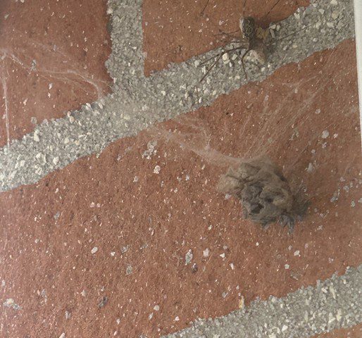 vieux nid d’araignée fixé sur un mur en briques rouges, toiles grises épaisses autour d’un amas sec collé au mortier vieux nid d’araignée fixé sur un mur en briques rouges, toiles grises épaisses autour d’un amas sec collé au mortier
