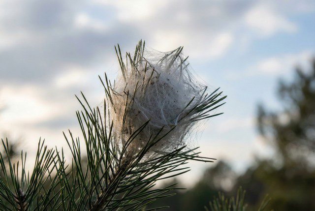 Chenille processionnaire du pin en procession au sol à côté des pins, comparée à la chenille processionnaire du chêne restant sur le tronc de l’arbre