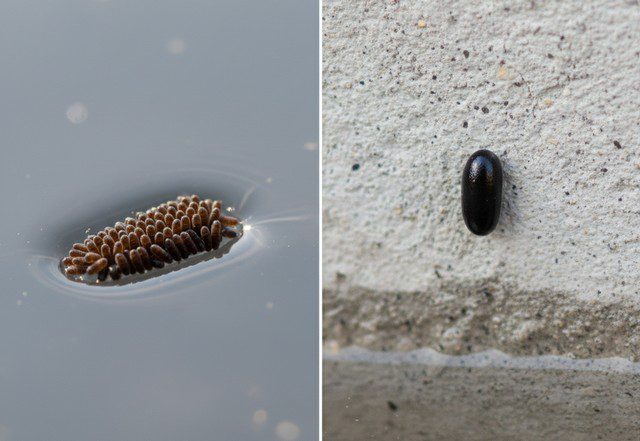 Comparatif entre des œufs de moustique commun flottant à la surface de l’eau (à gauche) et un œuf de moustique tigre collé sur une paroi (à droite)