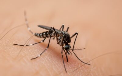 Chikungunya : la France face à sa première épidémie autochtone majeure