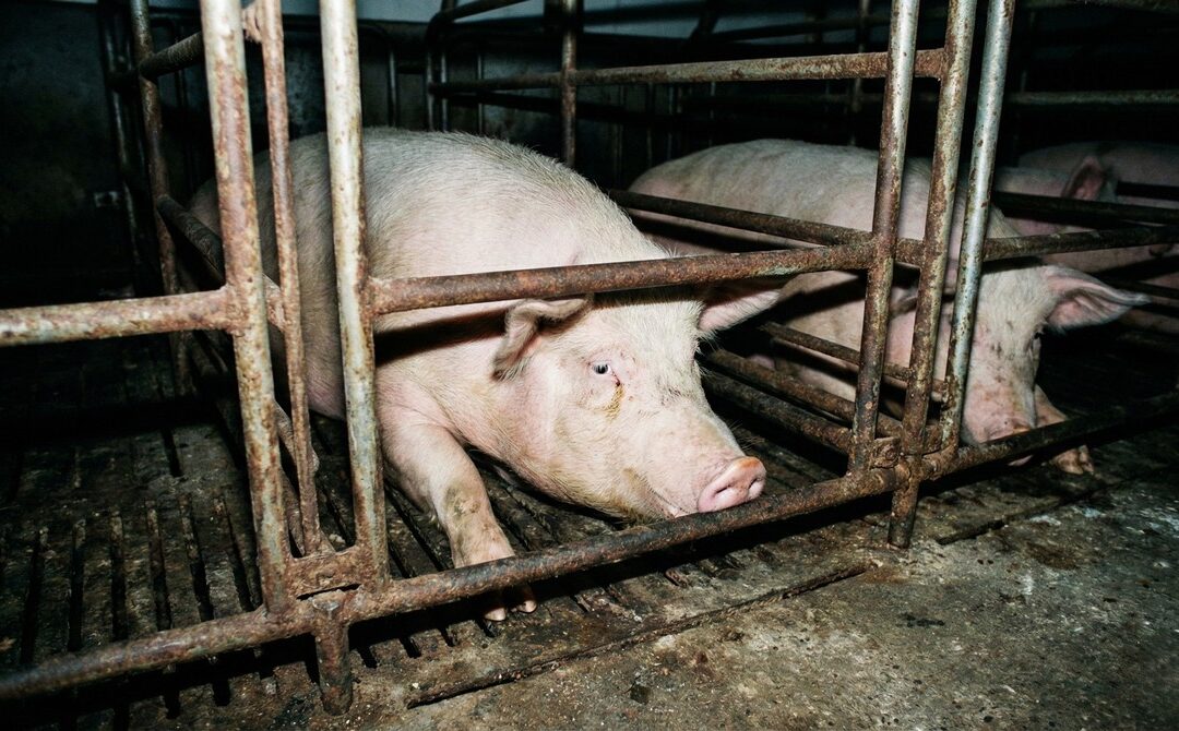 Cafards, porcelets morts, porcs blessés : L214 vise deux élevages bretons fournisseurs de Carrefour