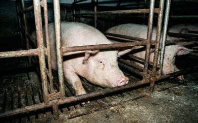 Cafards, porcelets morts, porcs blessés : L214 vise deux élevages bretons fournisseurs de Carrefour