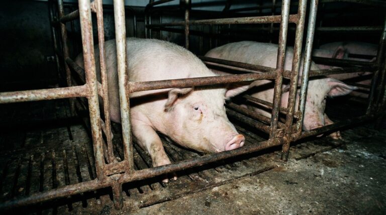 Gros plan sur plusieurs cochons roses enfermés dans des cages métalliques étroites dans un élevage porcin intensif