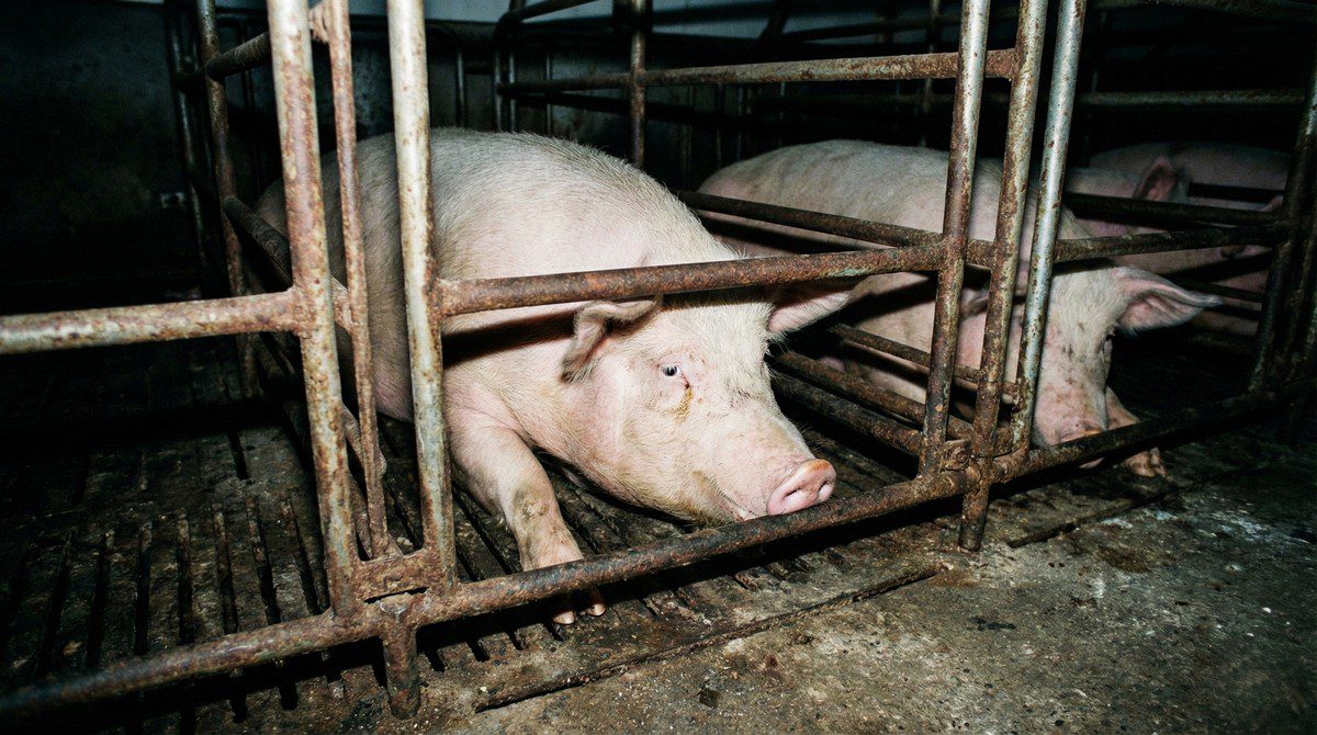 Gros plan sur plusieurs cochons roses enfermés dans des cages métalliques étroites dans un élevage porcin intensif Gros plan sur plusieurs cochons roses enfermés dans des cages métalliques étroites dans un élevage porcin intensif