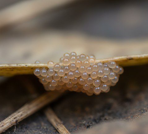 Identification visuelle d’un amas d’œufs de tique sur sol humide
