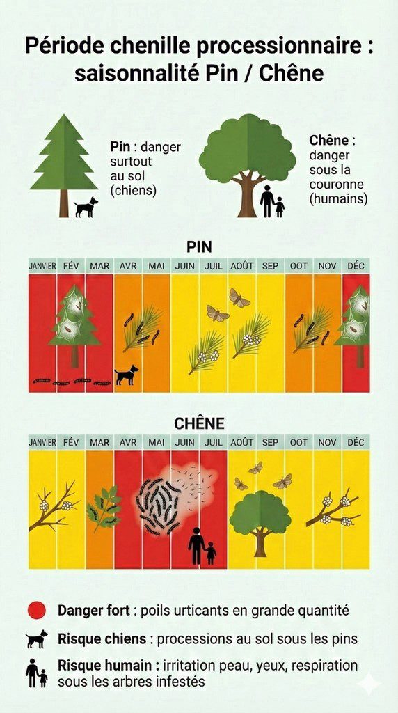 Infographie période chenille processionnaire calendrier mensuel pin et chêne, niveaux de danger par couleur, risques pour les chiens au sol sous les pins et risques pour les humains sous les chênes.