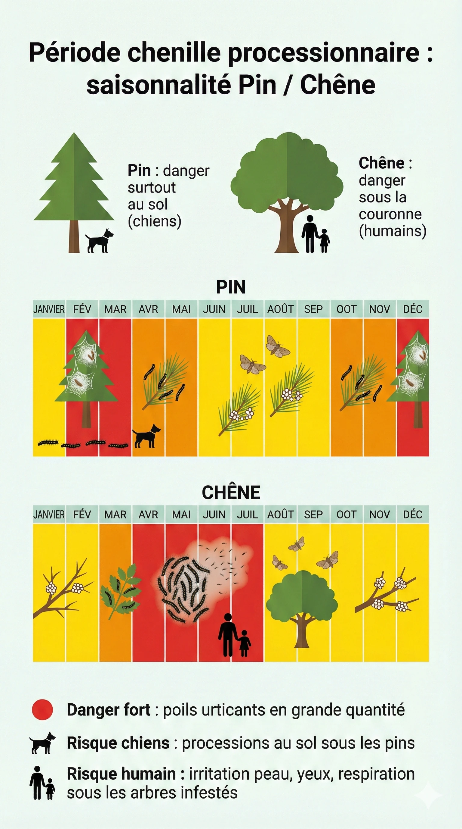 Infographie période chenille processionnaire calendrier mensuel pin et chêne, niveaux de danger par couleur, risques pour les chiens au sol sous les pins et risques pour les humains sous les chênes.