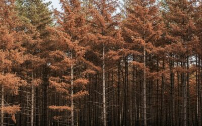 Nématode du pin : la forêt des Landes face à un nuisible sous surveillance maximale