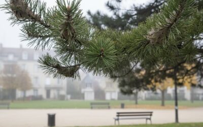 Novembre 2025 : où en est la chenille processionnaire en France ?