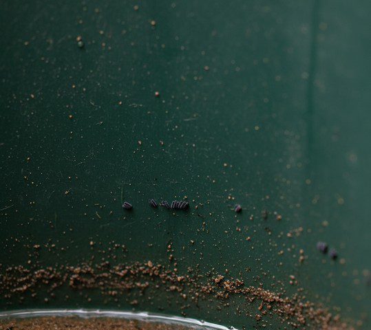 Œufs noirs de moustique tigre collés sur une paroi en plastique vert légèrement humide.