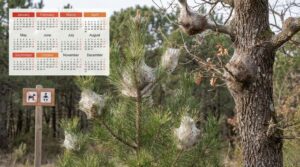Saison et période des chenilles processionnaires : Le calendrier complet (Pin & Chêne)