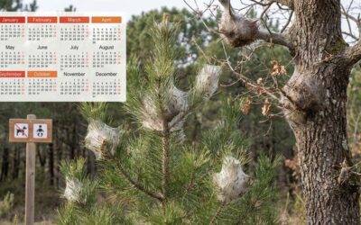 Saison et période des chenilles processionnaires : Le calendrier complet (Pin & Chêne)