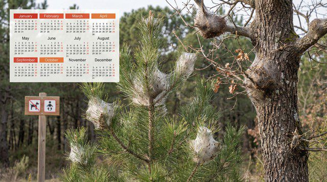 Période chenille processionnaire - saisonnalité, pics de risque et accalmies