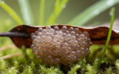 Œuf de tique : comment le reconnaître, le prévenir et s’en débarrasser efficacement