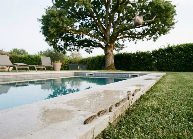 Désinsectisation Chenilles dans l'Aube 10 : Entreprise agréée