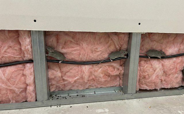 Bruit de souris dans les murs -que faire dès les premiers grattements