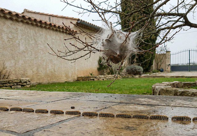 Désinsectisation Chenilles en Haute Marne 52 : Entreprise agréée