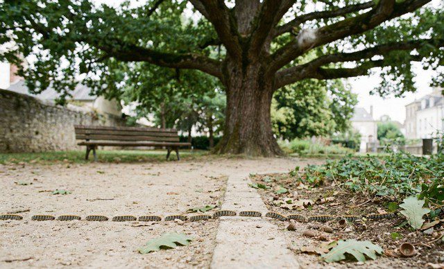 Désinsectisation Chenilles en Vendée 85 : Entreprise agréée