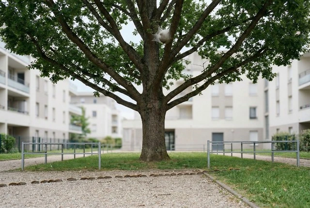Cour résidentielle avec chêne portant un nid et file de chenilles processionnaires sur l’allée gravillonnée.