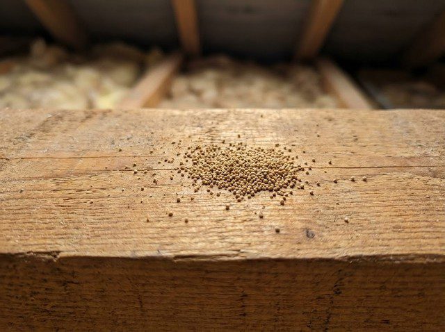 Excréments de termites dépôt granuleux sur bois en combles Excréments de termites dépôt granuleux sur bois en combles