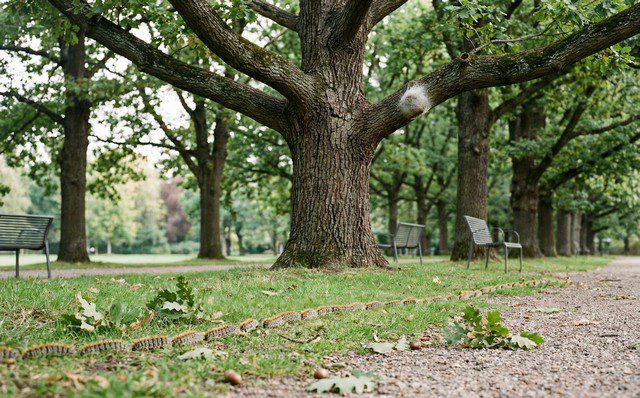 Désinsectisation Chenilles à Saint Nazaire : Entreprise agréée