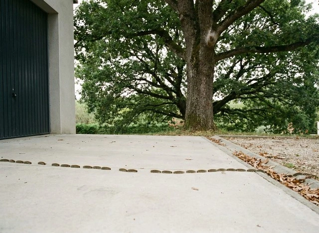 File de chenilles processionnaires sur dalle de garage, nid soyeux visible en hauteur sur un chêne
