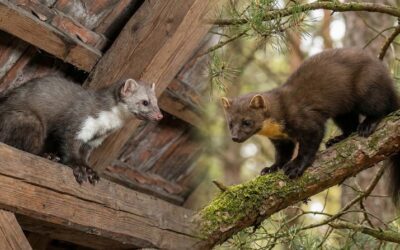 Fouine ou Martre ? Différences, Indices et Solutions pour les Éloigner