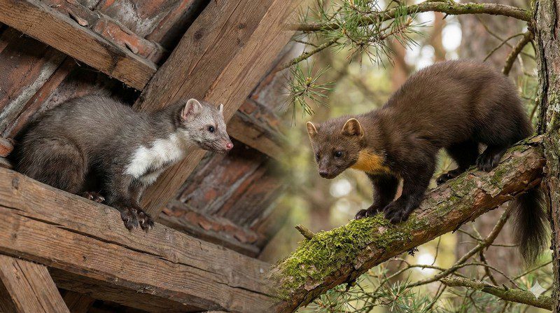 Fouine ou Martre – Différences, Indices et Solutions pour les Éloigner Fouine ou Martre - Différences, Indices et Solutions pour les Éloigner