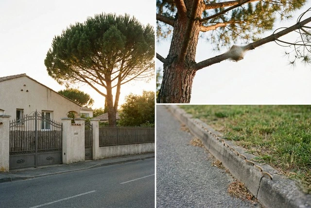 Désinsectisation Chenilles dans le Haut Rhin 68 : Entreprise agréée