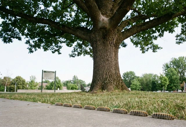 Désinsectisation Chenilles en Haute Corse 2B : Entreprise agréée