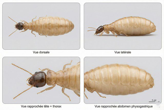 Planche photo macro d’une reine termite physogastrique en 4 vues (dessus, profil, tête-thorax, abdomen) avec échelle.