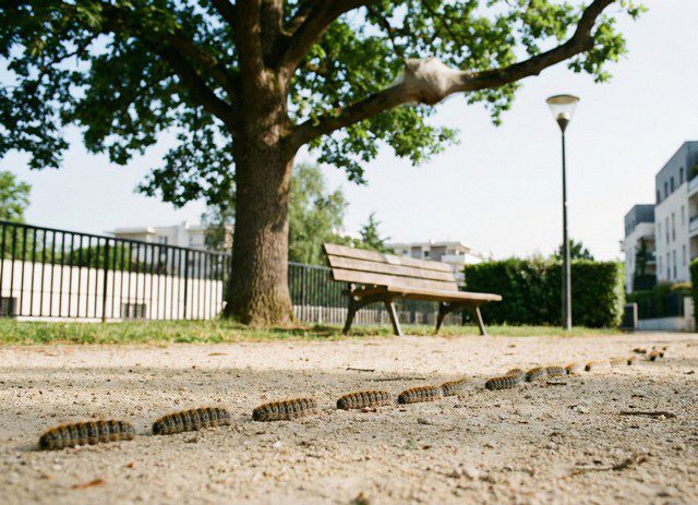 Désinsectisation Chenilles en Eure et Loir 28 : Entreprise agréée