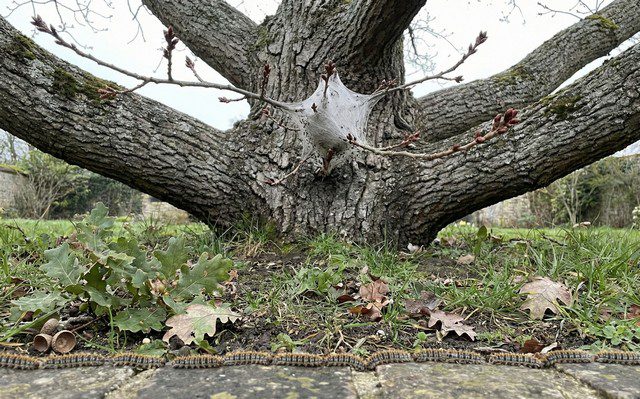 Désinsectisation Chenilles dans le Jura 39 : Entreprise agréée